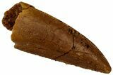 Serrated, Raptor Tooth - Real Dinosaur Tooth #296723-1